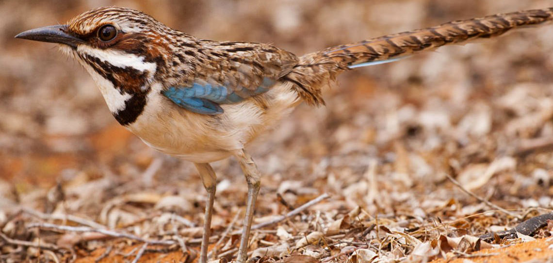 Extensive birding tours