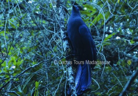 bluecoua-madagascar