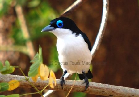chabert-vanga-madagascar-birds