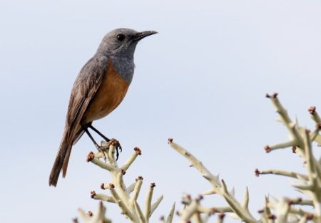 littoral-rock-thrush-cactustours