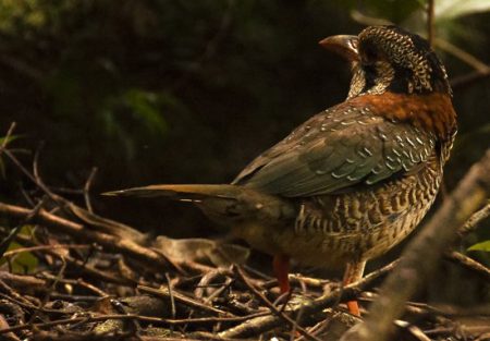 scally-ground-roller3