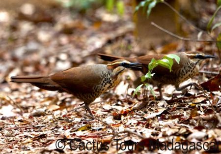 white-breasted-mesite2
