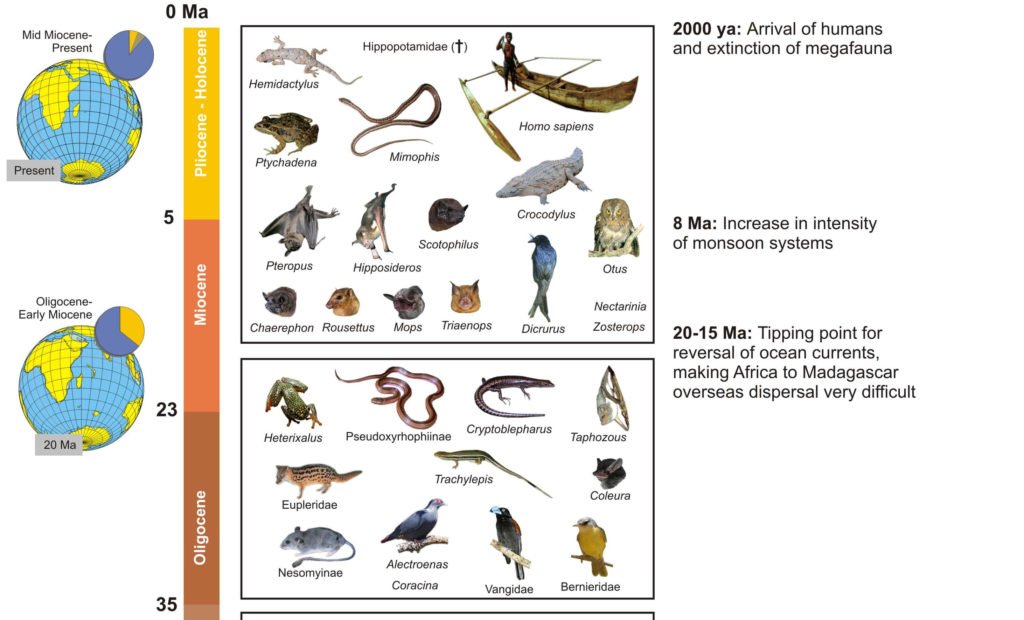 The Natural History of Madagascar - Madagascar Birding Tours 2023 - 2024 |  Birds and Birding Madagascar
