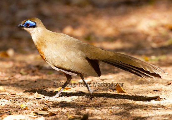 Running coua birds of madagascar