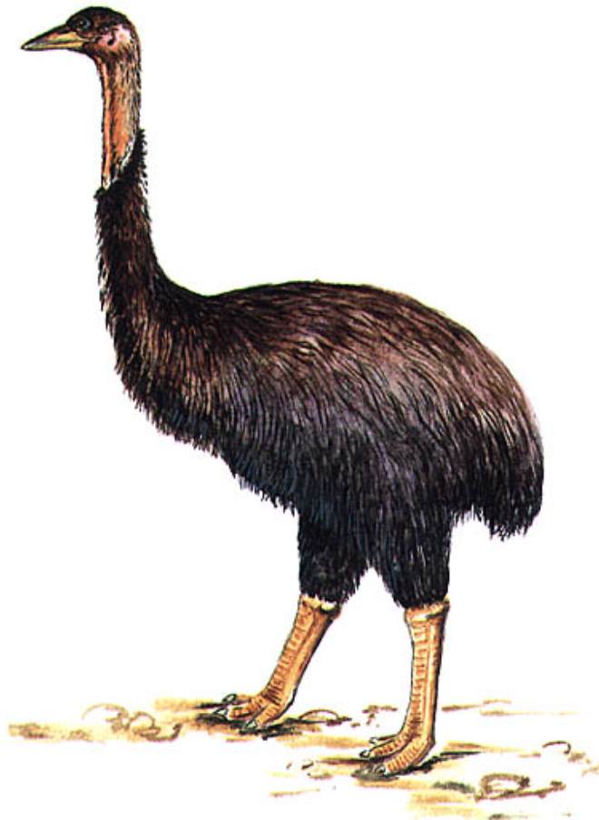 The Natural History of Madagascar - Madagascar Birding Tours