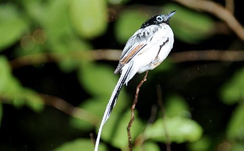 flycatcher-black-top-1
