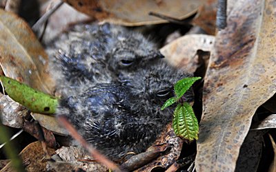 nightjar-chiks