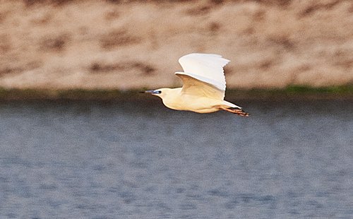 poundheron-inflight