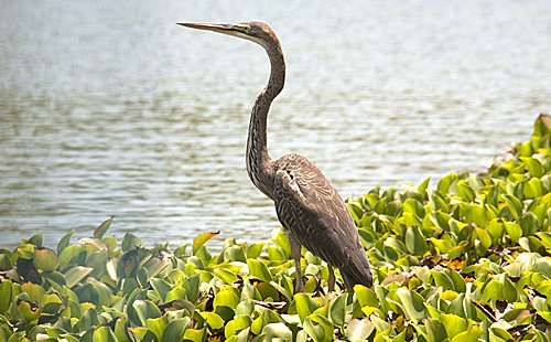 purple-heron