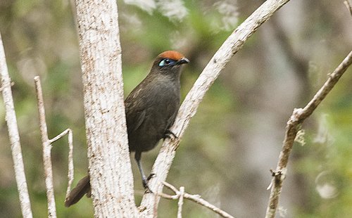 red-fronted-coua