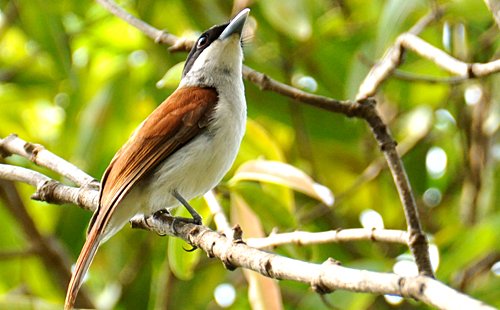 Ruffous Vanga - Birds of Madagascar