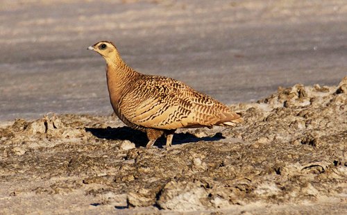 sandgrouse-top