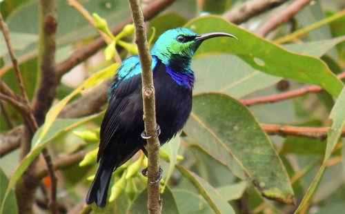 souimanga-sunbird