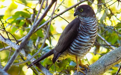 sparrowhawk-2