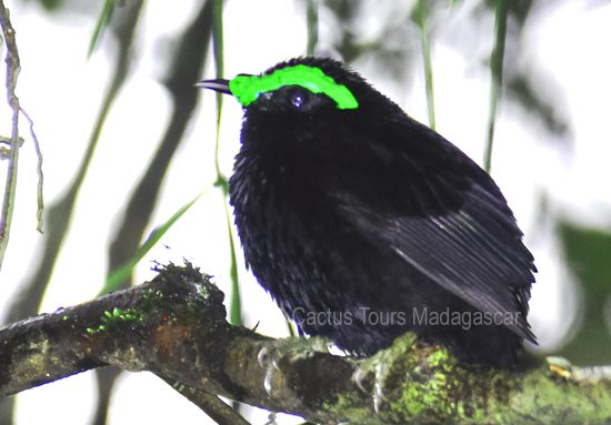 velvet-asity-madagascar-birds-birding