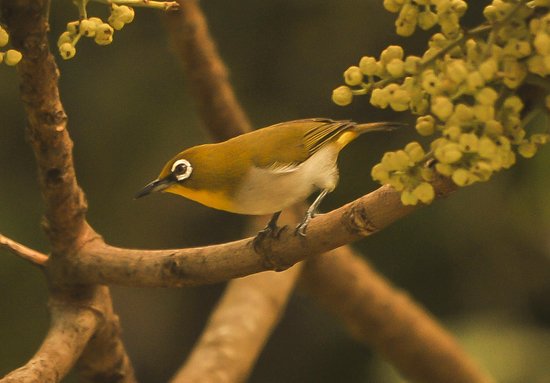 white-eyed-bird-madagascar