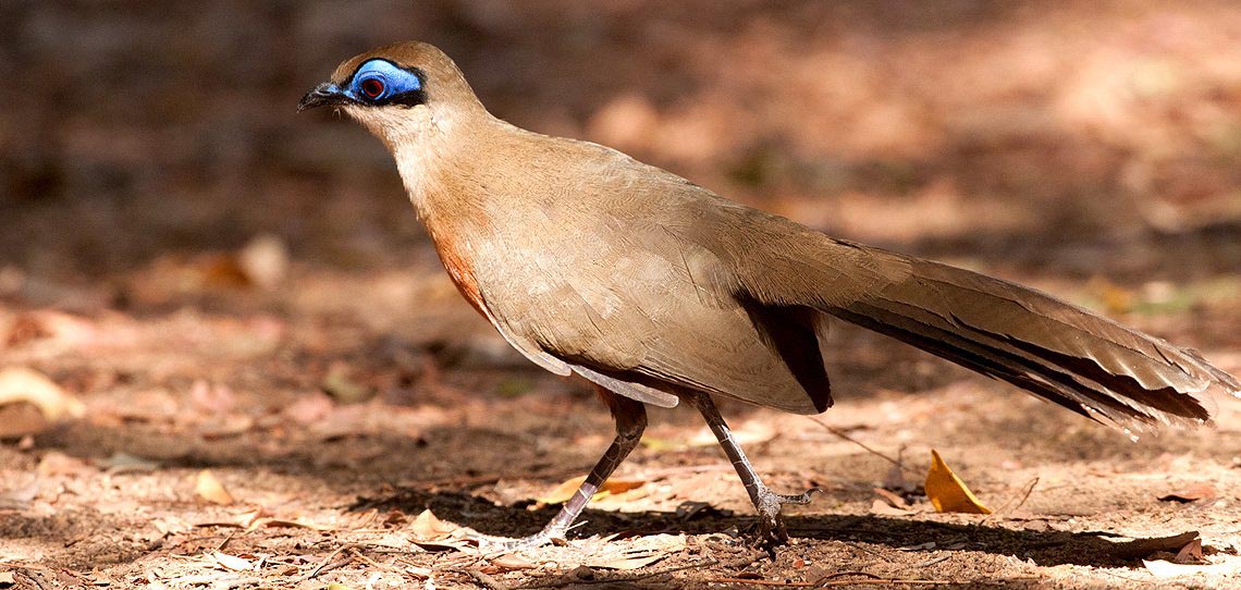 Madagascar best birding tours