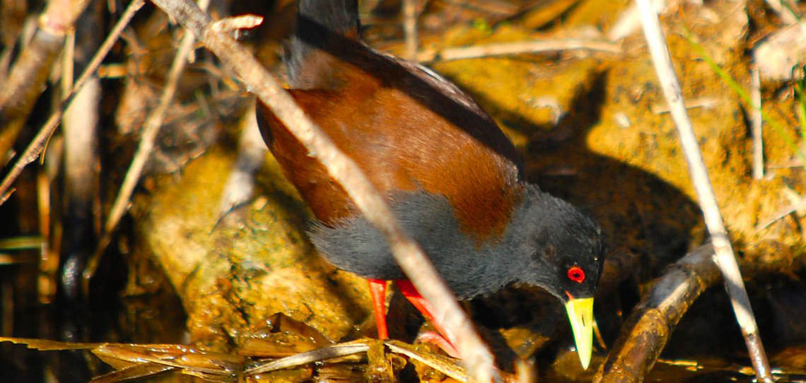 Immersive birding tours in Madagascar