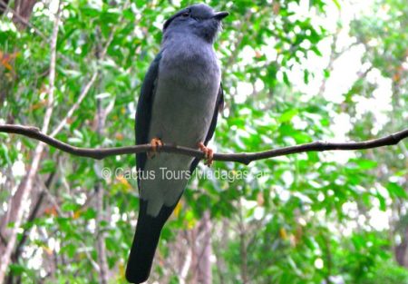 cuckoo-roller-madagascar-birding