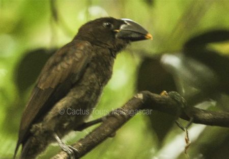 helmet-vanga-juvenile-cactusmadagascar