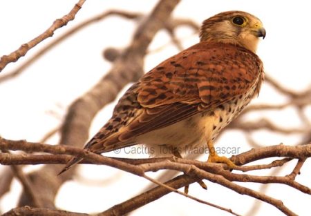 kestrel