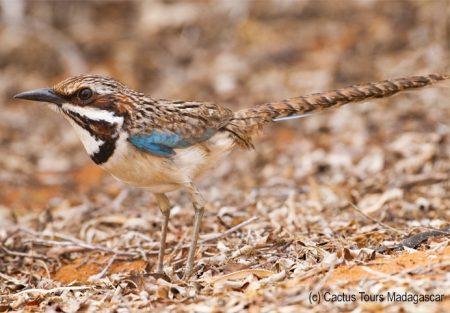 longtailed-ground-roller-cactustours