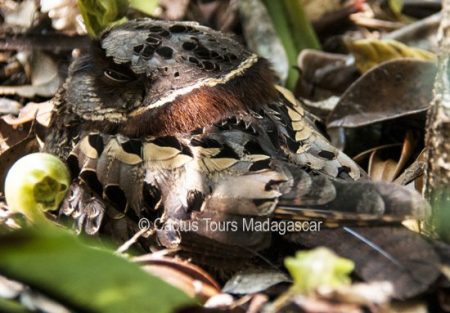 madagascan-collared-nightjar-birding-madagascar