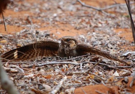 madagascar-nightjar