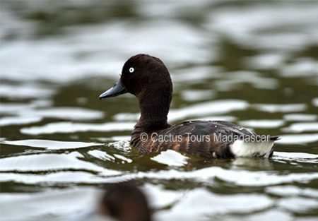 madagascar-pochard-birds-birding