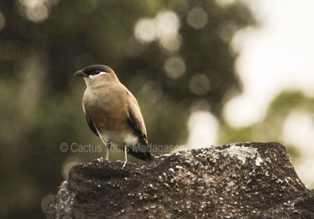 madagascar-pranticole-birding