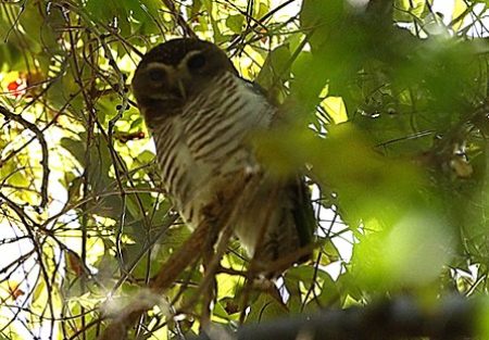 owl-white-browed