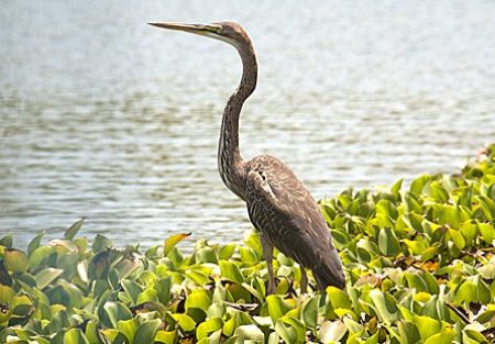 purple-heron