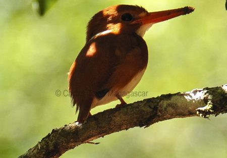 pygmy-kingfisher