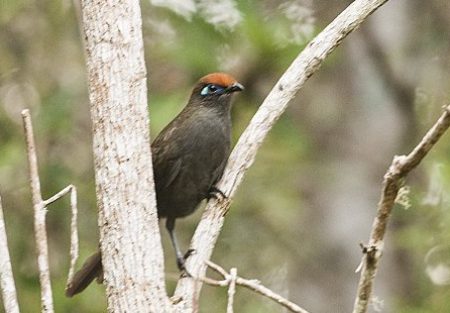 red-fronted-coua