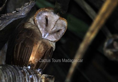 red-owl-madagascar-birds-birding