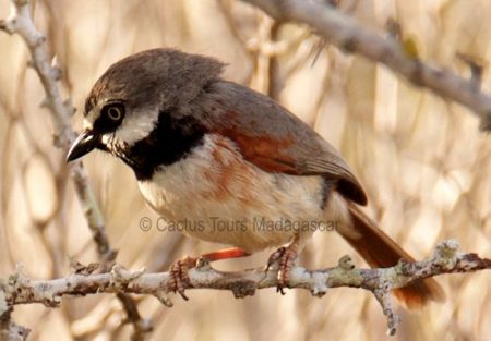 redshouldered-vanga2