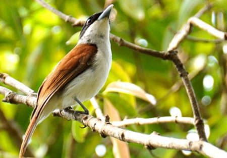 Ruffous Vanga - Birds of Madagascar