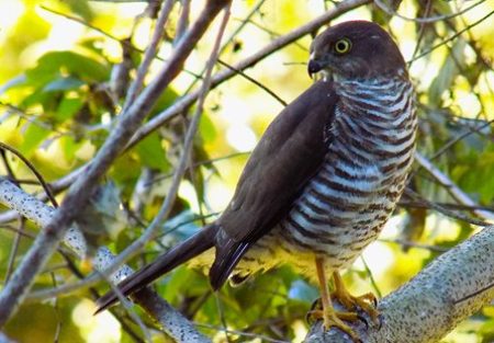 sparrowhawk-2